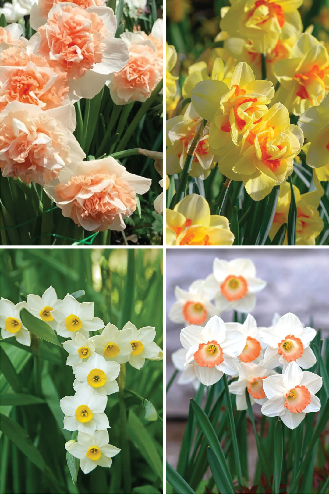 MIX DAFFODILS FLOWER BULBS <br>أبصال زهور النرجس مكس