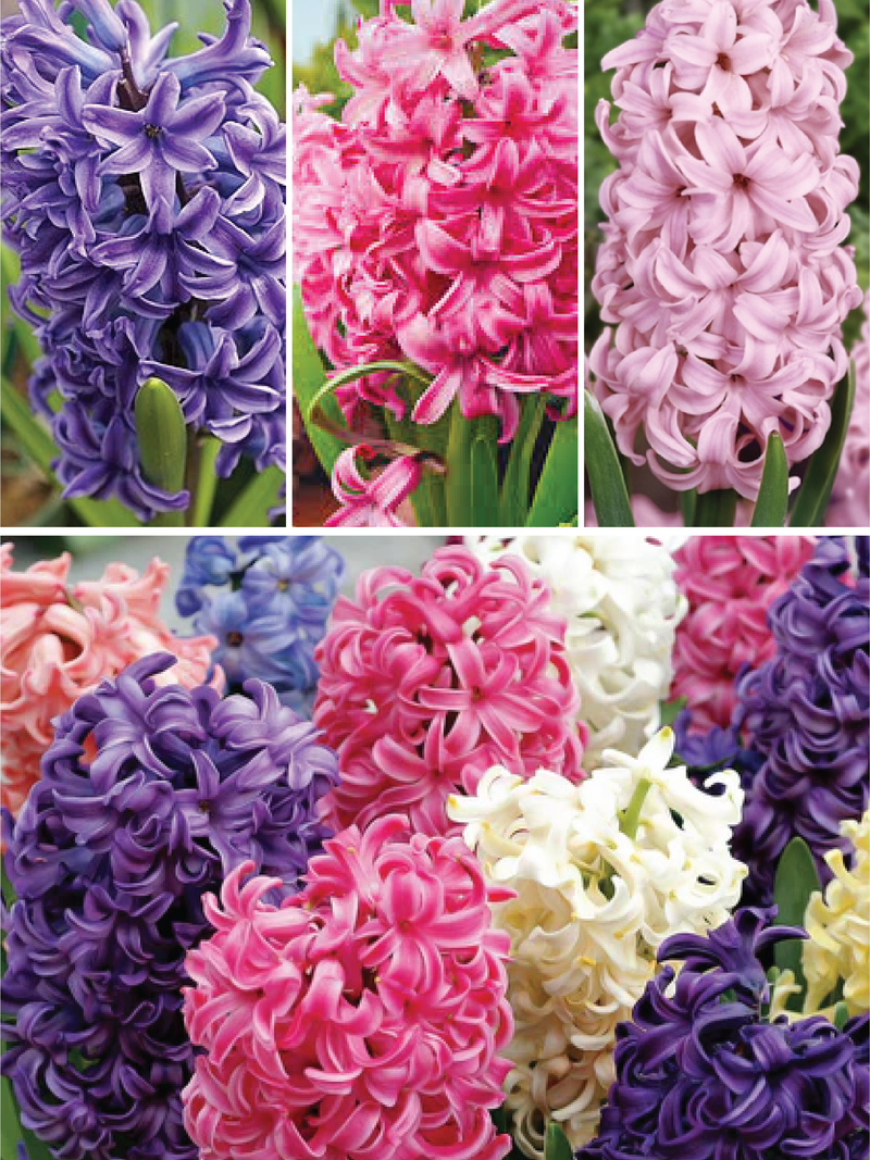 MIX HYACINTH FLOWER BULBS<br>أبصال زهور الياقوتية مكس