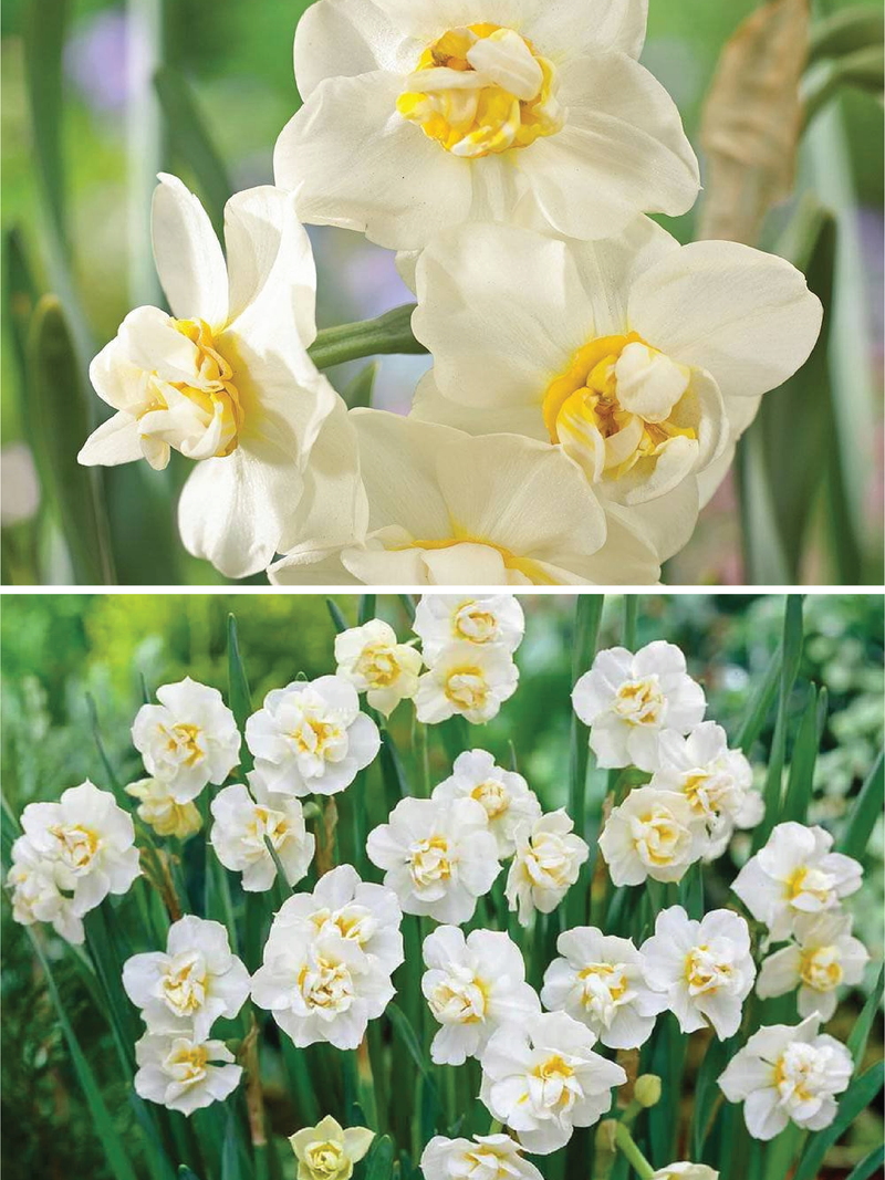 CHEERFULNESS DAFFODILS FLOWER BULBS<br> أبصال النرجس الشير فلنس كريم
