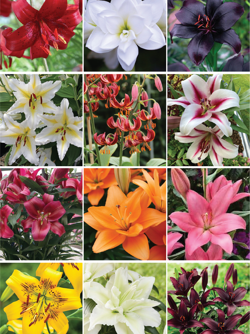 MIX LILY FLOWER BULBS <br>أبصال زهور الليليوم مكس