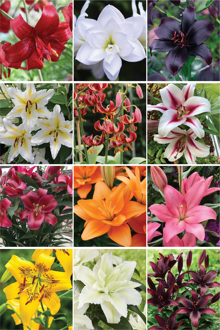 MIX LILY FLOWER BULBS <br>أبصال زهور الليليوم مكس