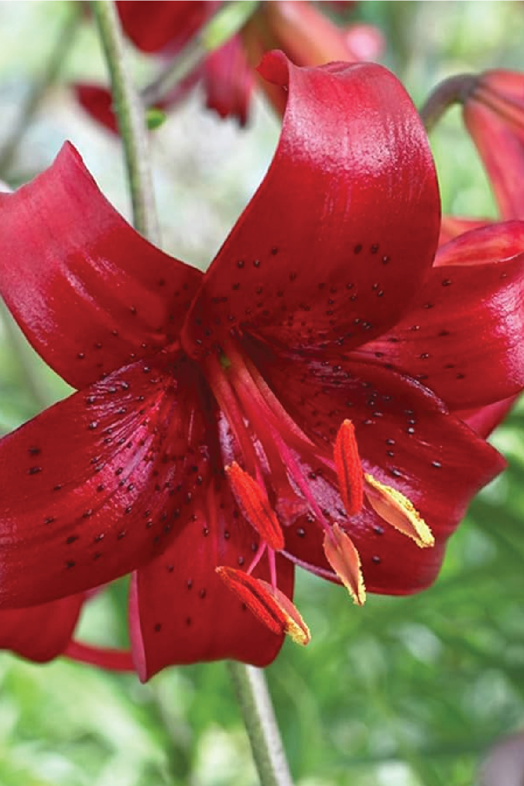 MIX LILY FLOWER BULBS <br>أبصال زهور الليليوم مكس