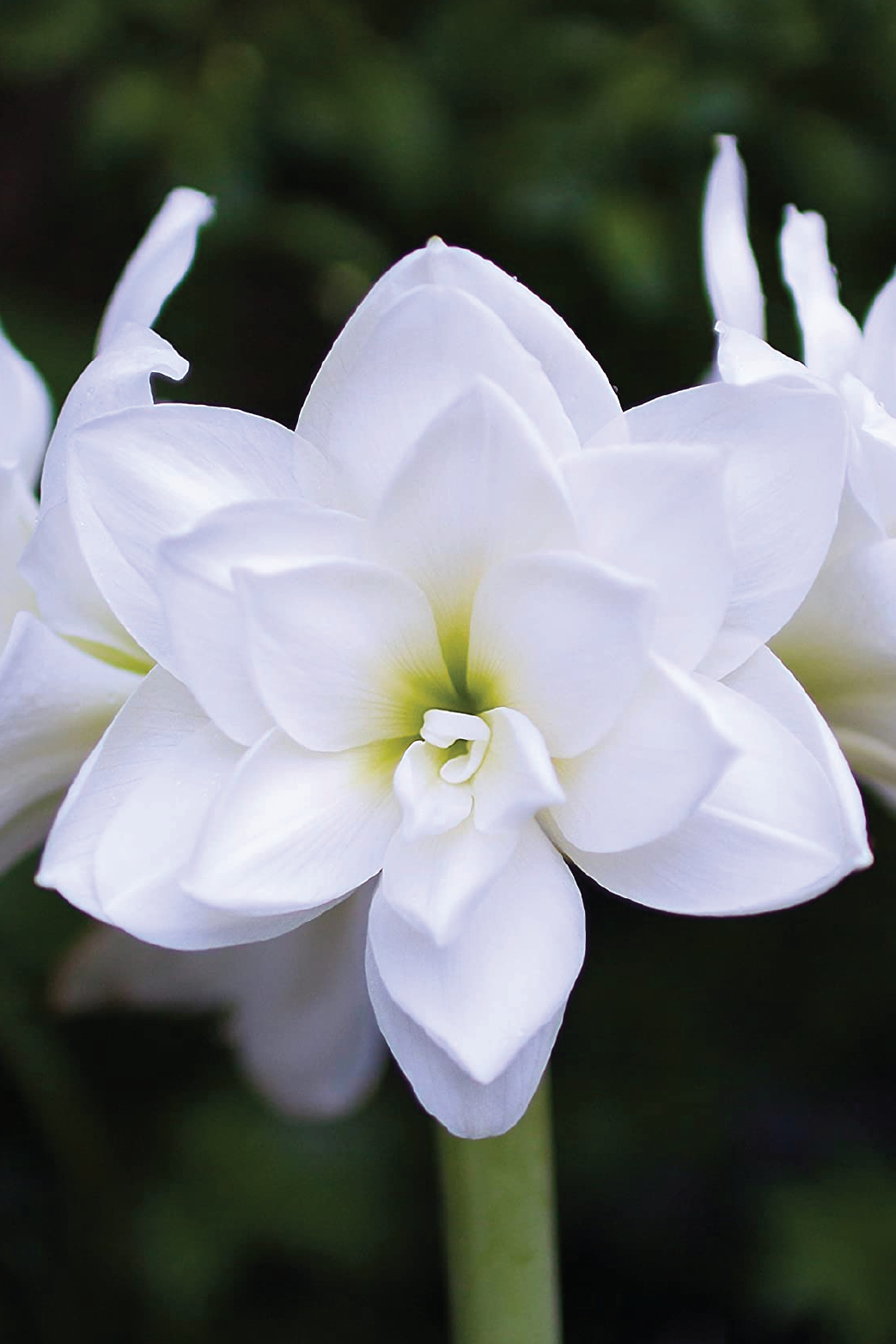 MIX LILY FLOWER BULBS <br>أبصال زهور الليليوم مكس