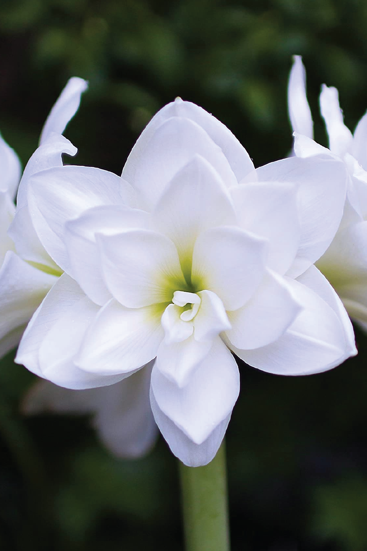 MIX LILY FLOWER BULBS <br>أبصال زهور الليليوم مكس