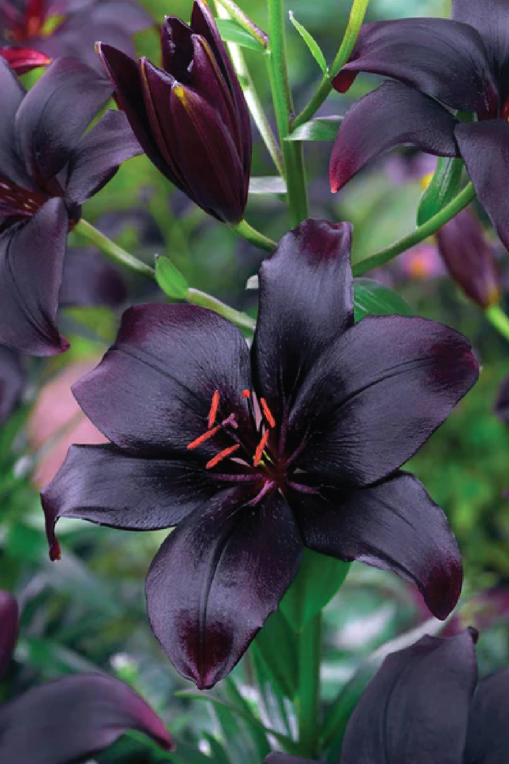 MIX LILY FLOWER BULBS <br>أبصال زهور الليليوم مكس