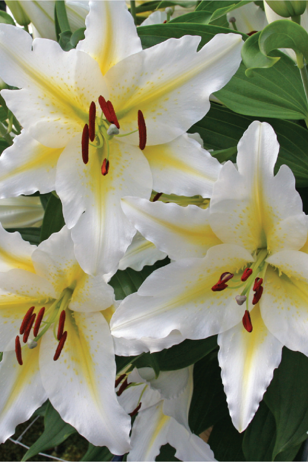 MIX LILY FLOWER BULBS <br>أبصال زهور الليليوم مكس