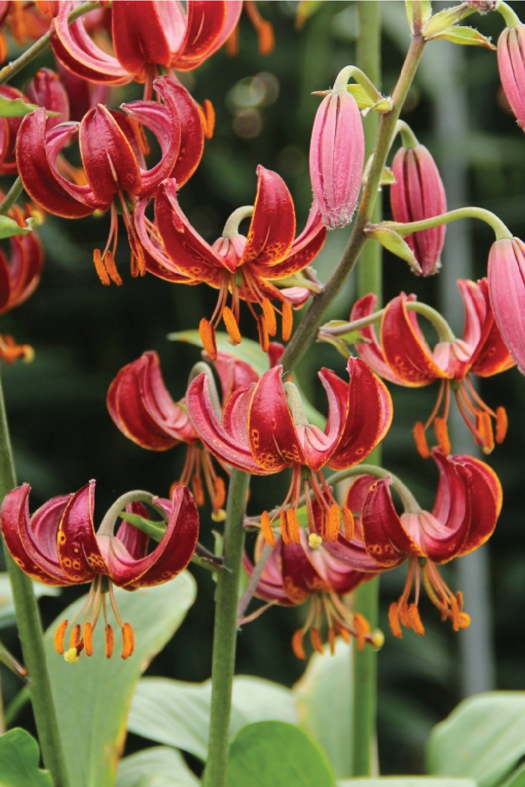 MIX LILY FLOWER BULBS <br>أبصال زهور الليليوم مكس