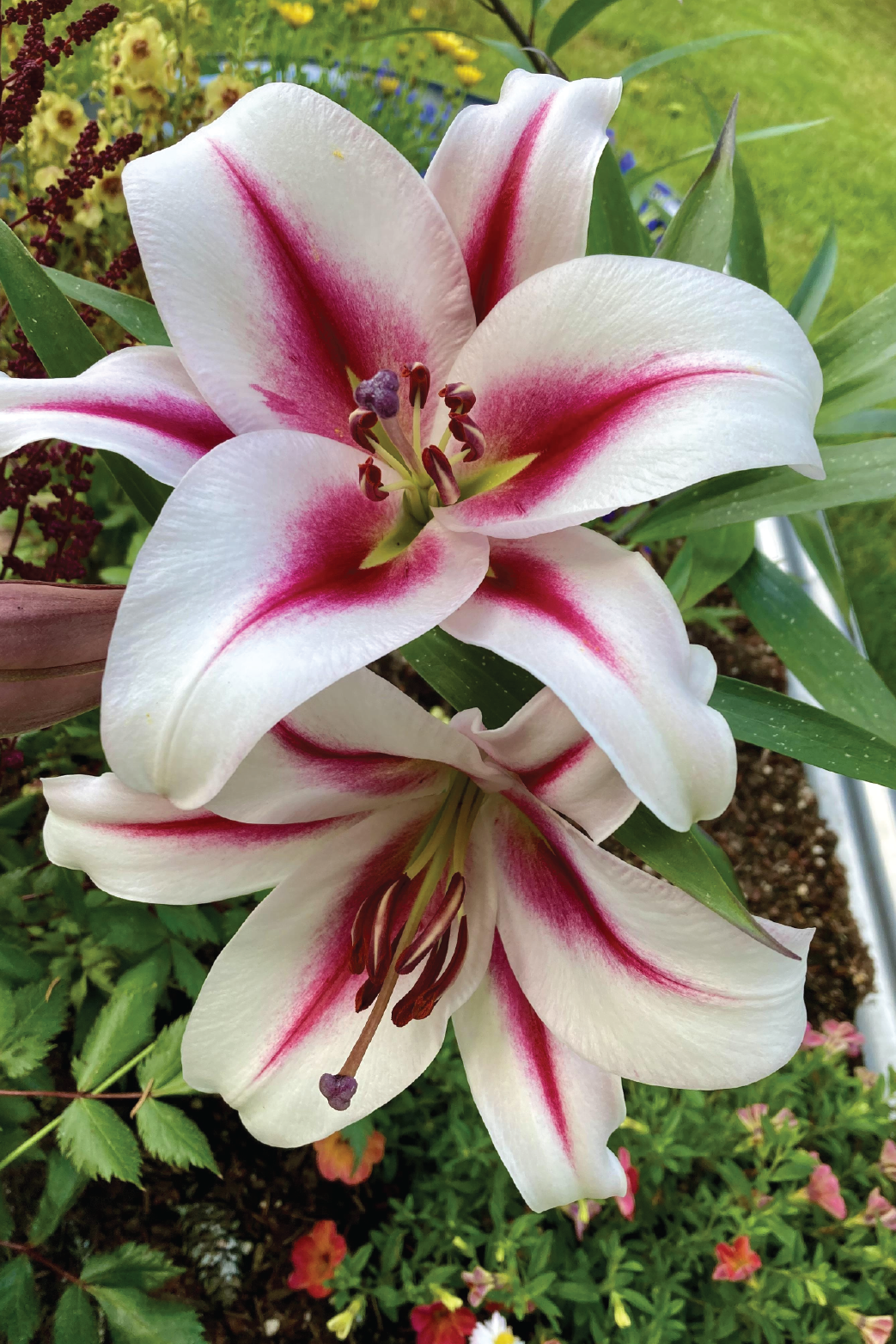 MIX LILY FLOWER BULBS <br>أبصال زهور الليليوم مكس