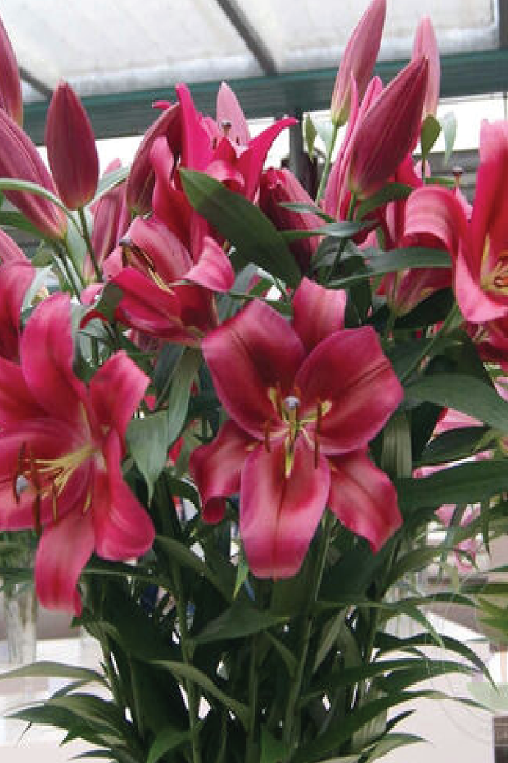 MIX LILY FLOWER BULBS <br>أبصال زهور الليليوم مكس