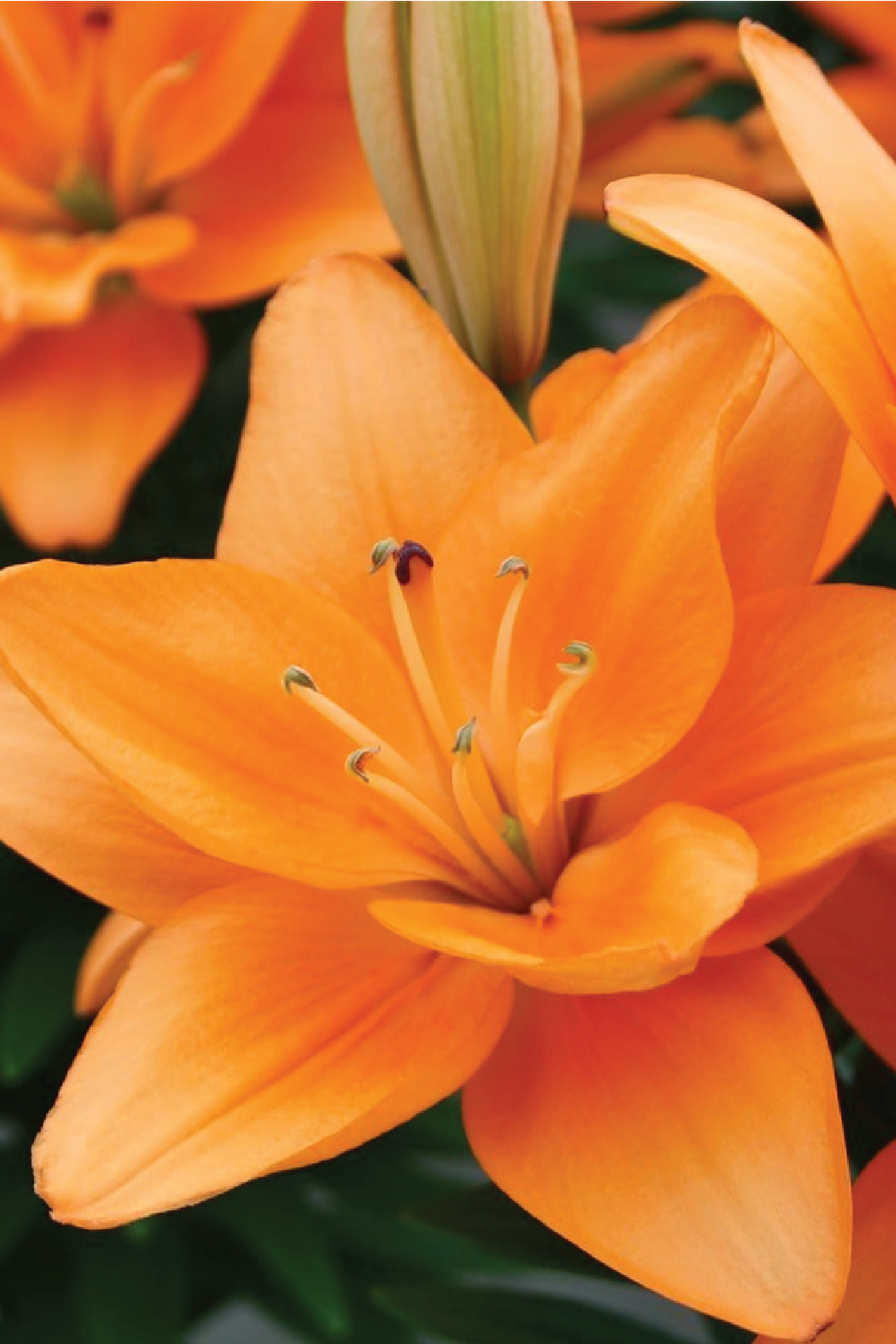 MIX LILY FLOWER BULBS <br>أبصال زهور الليليوم مكس