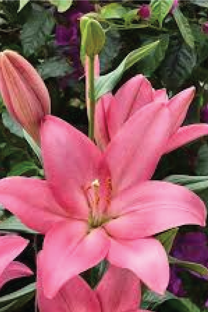 MIX LILY FLOWER BULBS <br>أبصال زهور الليليوم مكس