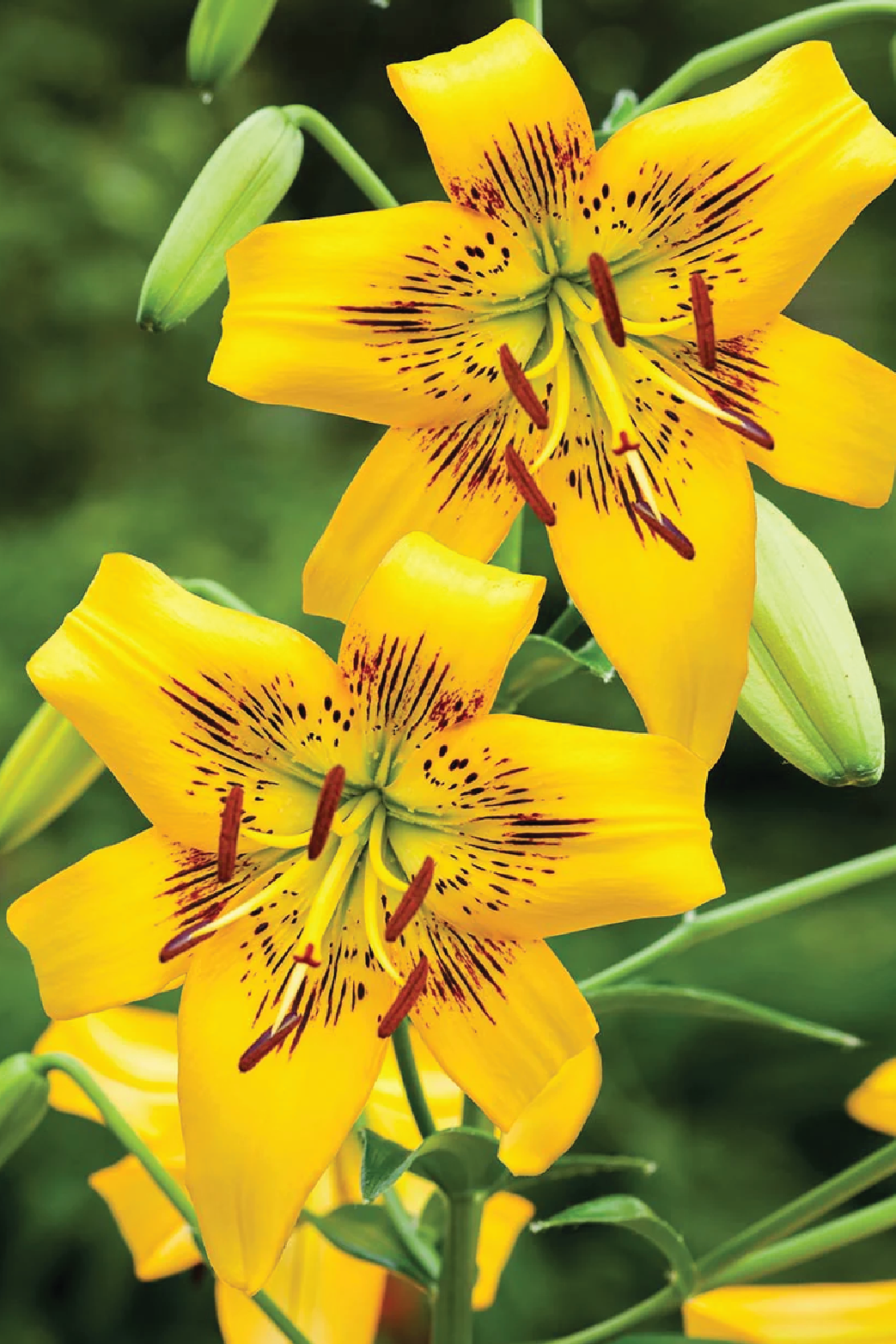 MIX LILY FLOWER BULBS <br>أبصال زهور الليليوم مكس