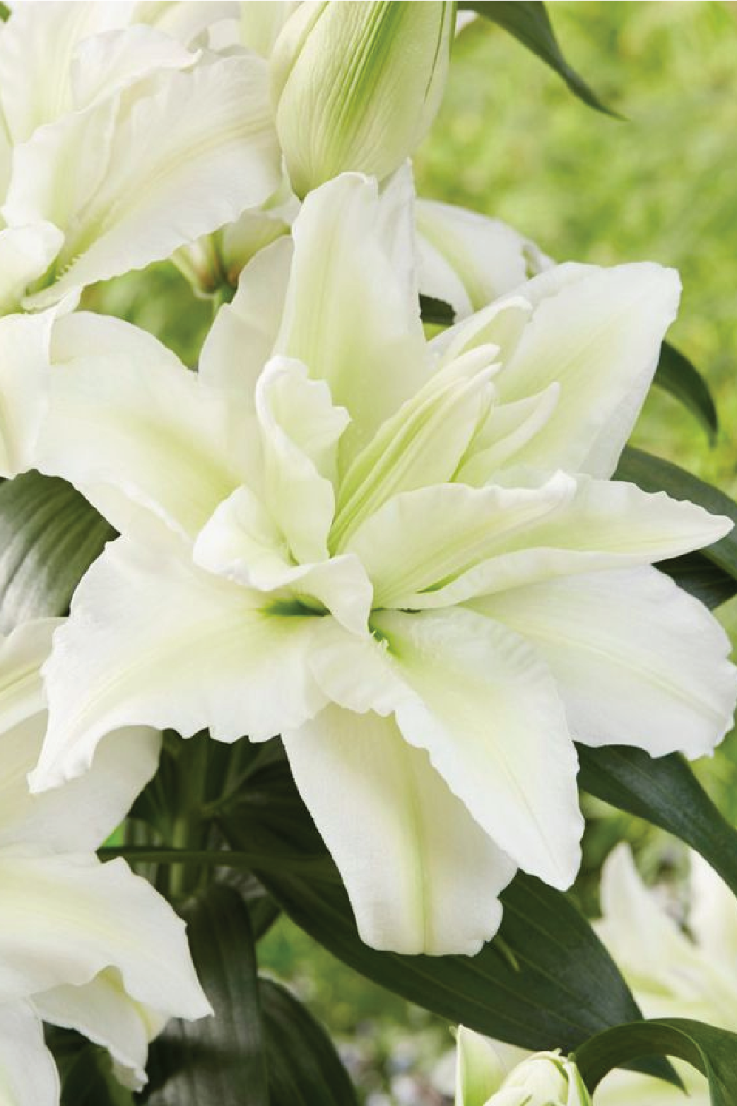 MIX LILY FLOWER BULBS <br>أبصال زهور الليليوم مكس