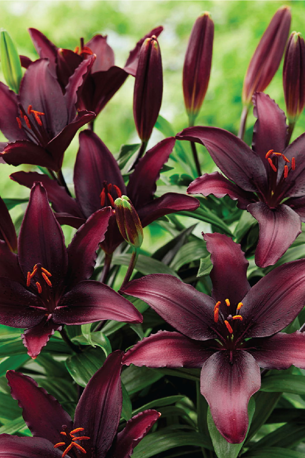 MIX LILY FLOWER BULBS <br>أبصال زهور الليليوم مكس