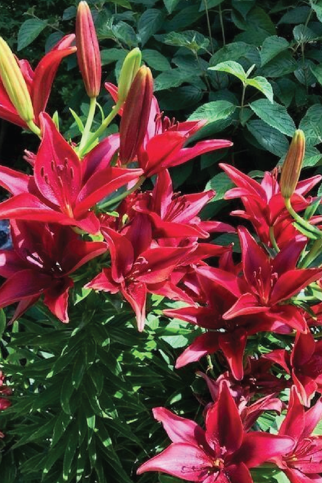 MIX LILY FLOWER BULBS <br>أبصال زهور الليليوم مكس