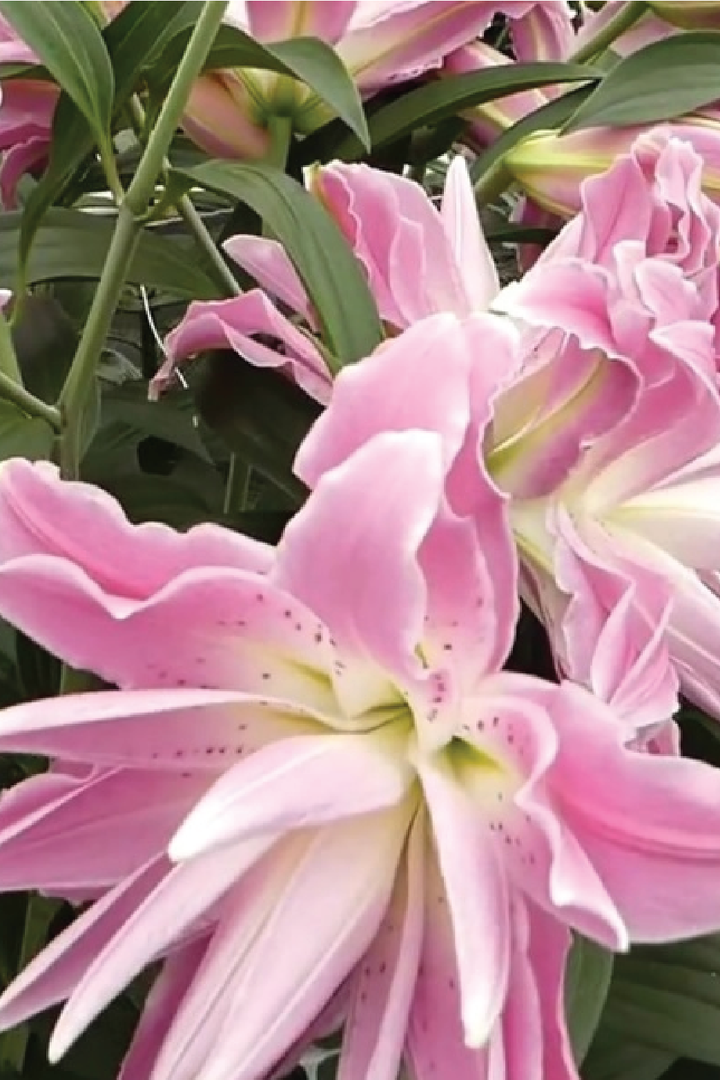 MIX LILY FLOWER BULBS <br>أبصال زهور الليليوم مكس