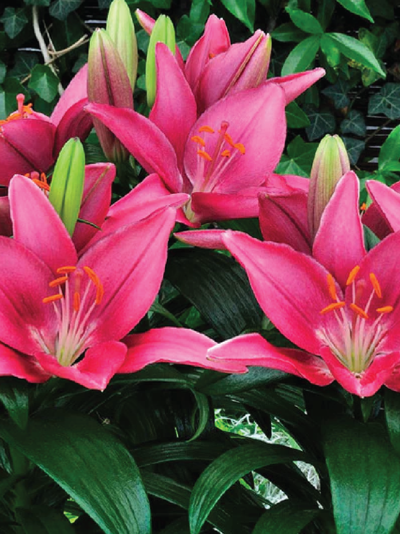 MIX LILY FLOWER BULBS <br>أبصال زهور الليليوم مكس