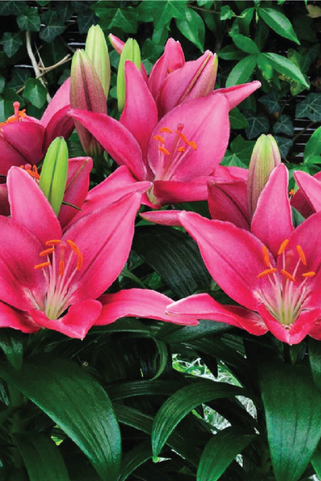 MIX LILY FLOWER BULBS <br>أبصال زهور الليليوم مكس