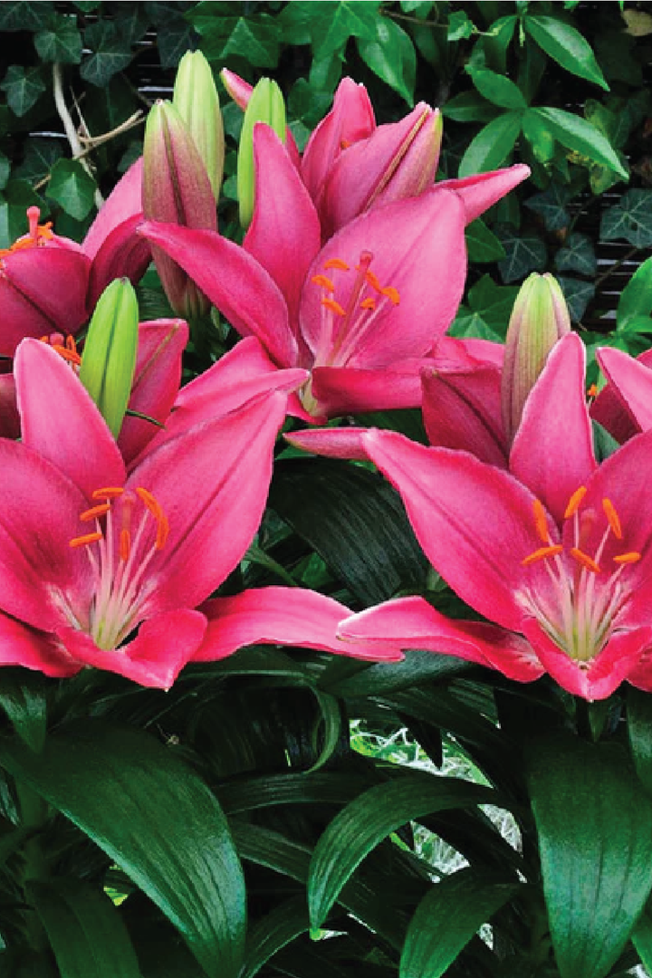 MIX LILY FLOWER BULBS <br>أبصال زهور الليليوم مكس