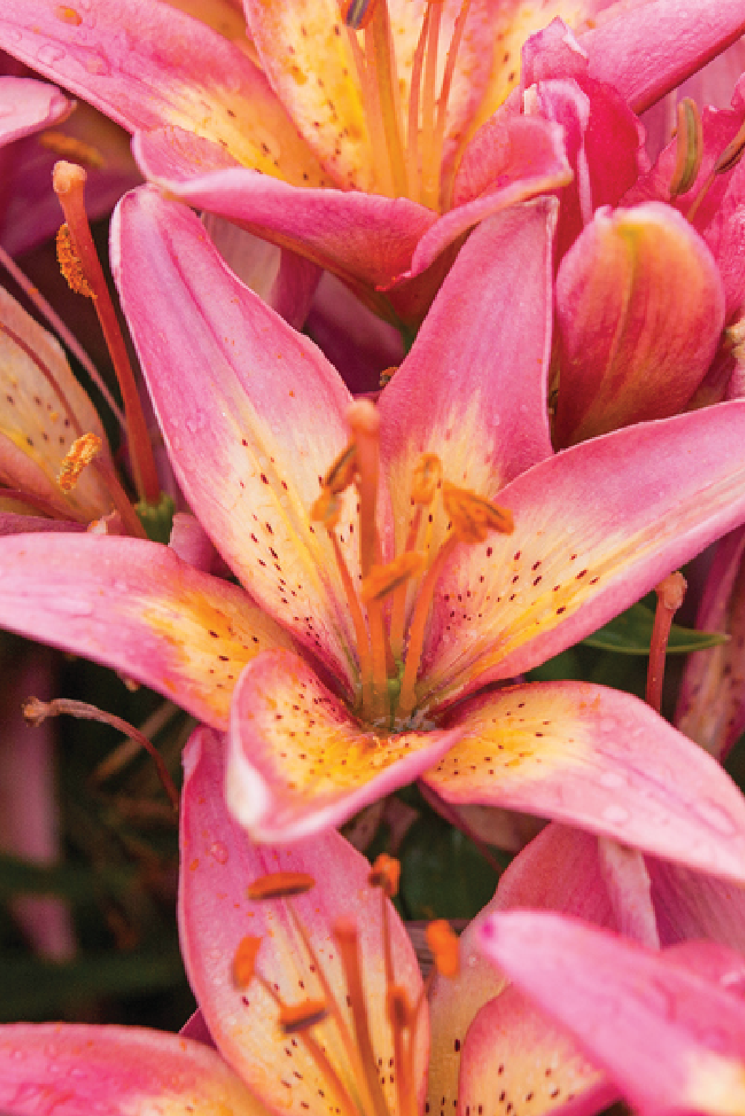 MIX LILY FLOWER BULBS <br>أبصال زهور الليليوم مكس