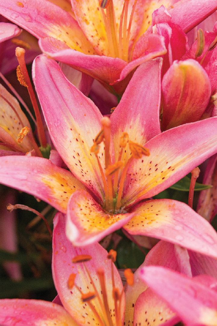 MIX LILY FLOWER BULBS <br>أبصال زهور الليليوم مكس