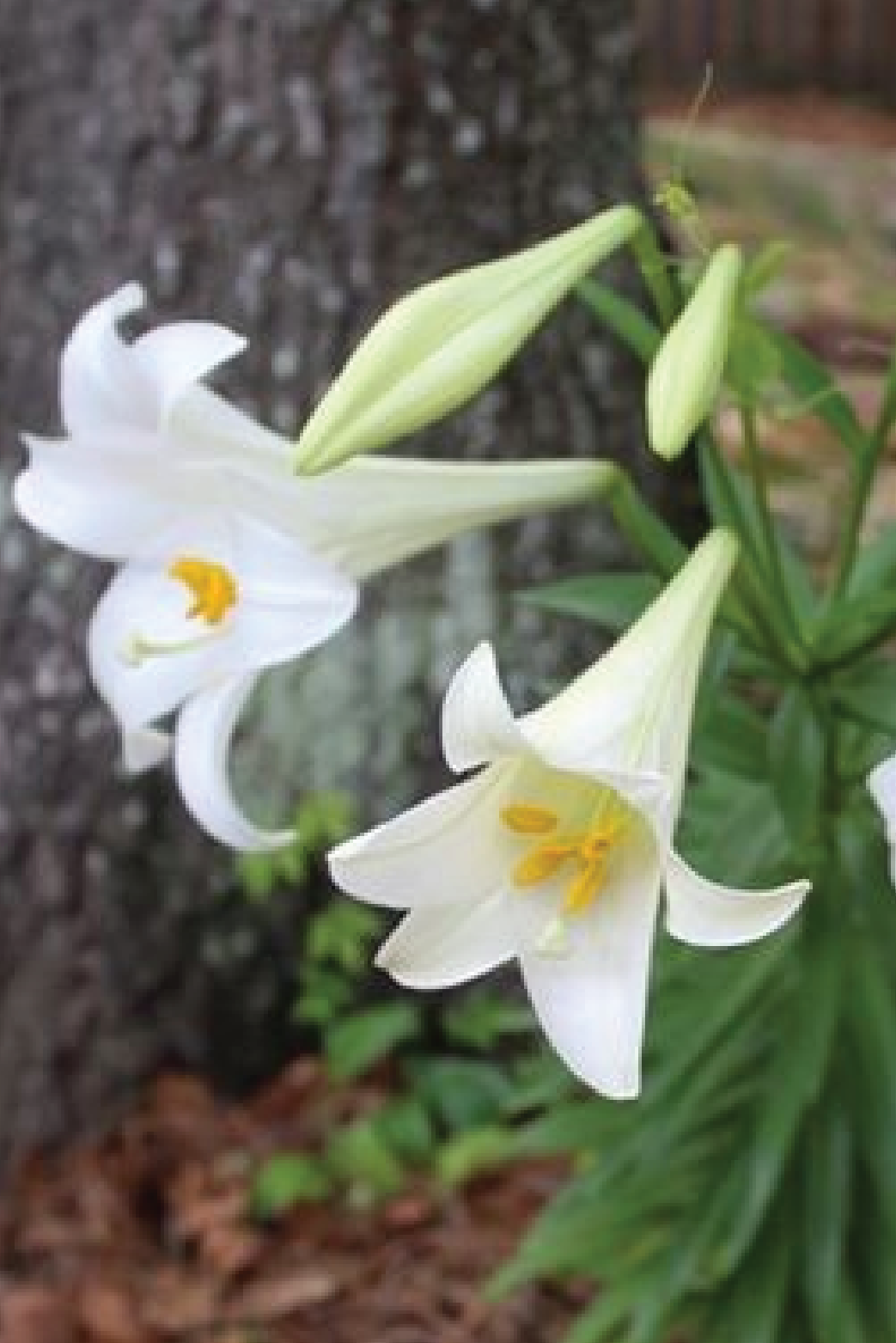 MIX LILY FLOWER BULBS <br>أبصال زهور الليليوم مكس