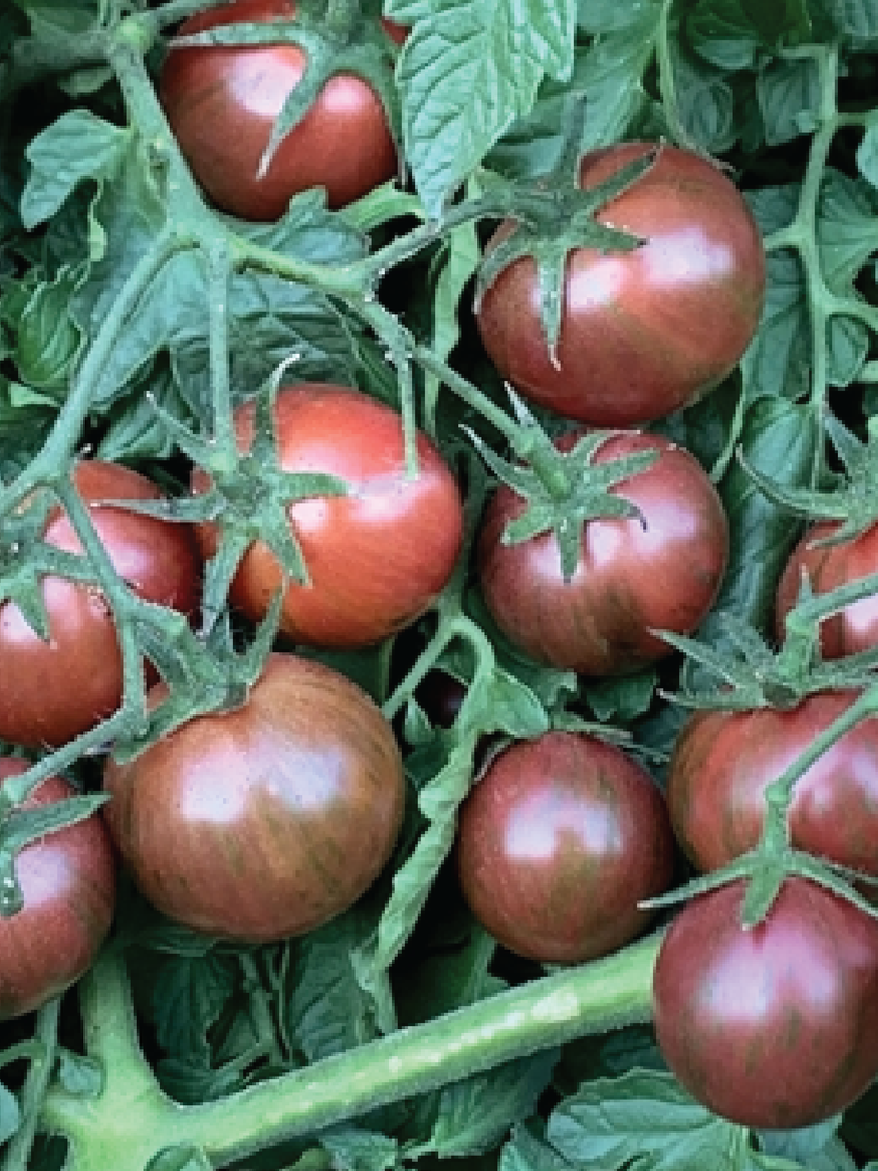 TOMATO PURPLE BUMBLE BEE SEEDS <br> بذور طماطم بمبل بي الأرجواني