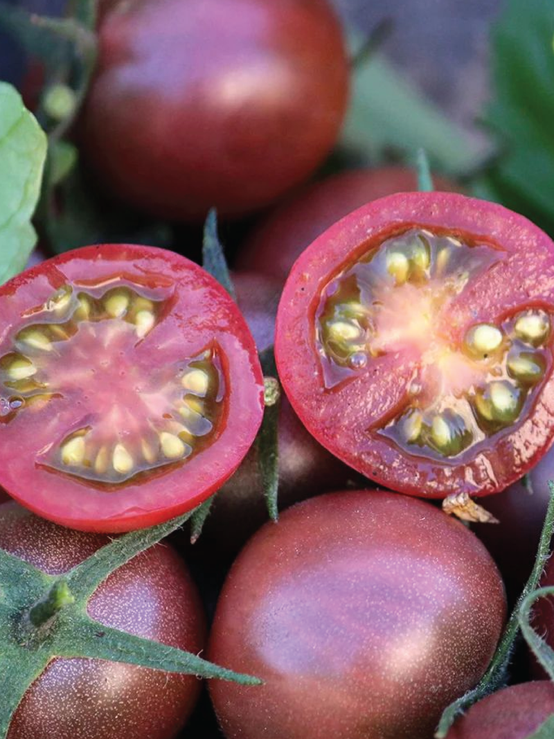 TOMATO PURPLE BUMBLE BEE SEEDS <br> بذور طماطم بمبل بي الأرجواني