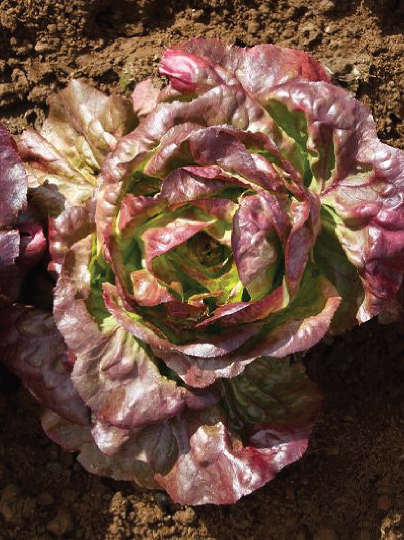 BUTTER COFFEE LETTUCE SEEDS <br> بذور الخس بتر كوفي