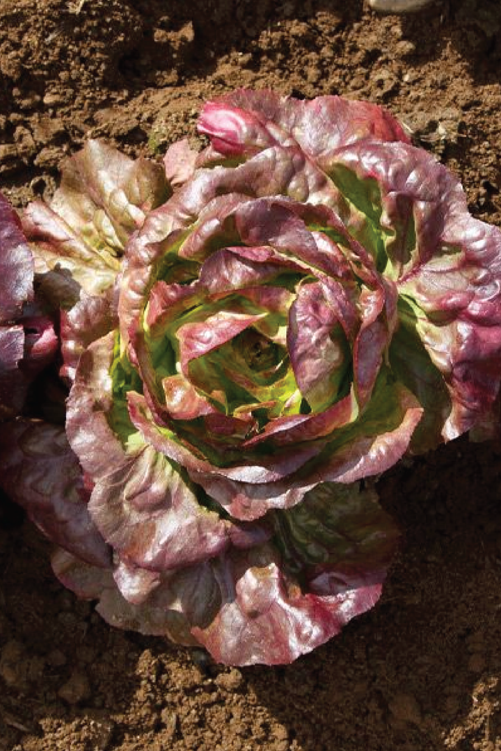 BUTTER COFFEE LETTUCE SEEDS <br> بذور الخس بتر كوفي