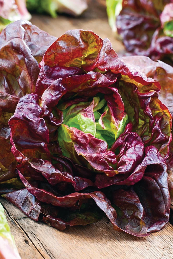 BUTTER COFFEE LETTUCE SEEDS <br> بذور الخس بتر كوفي