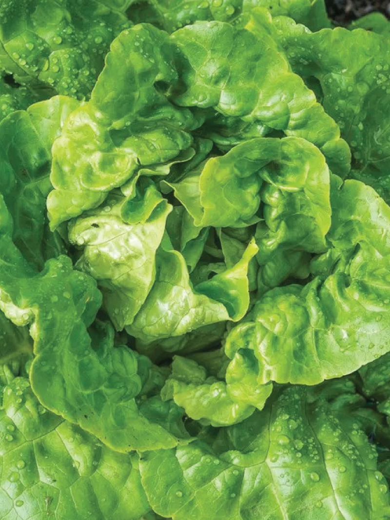 بذور الخس المقرمش <br> BUTTERCRUNCH LETTUCE SEEDS
