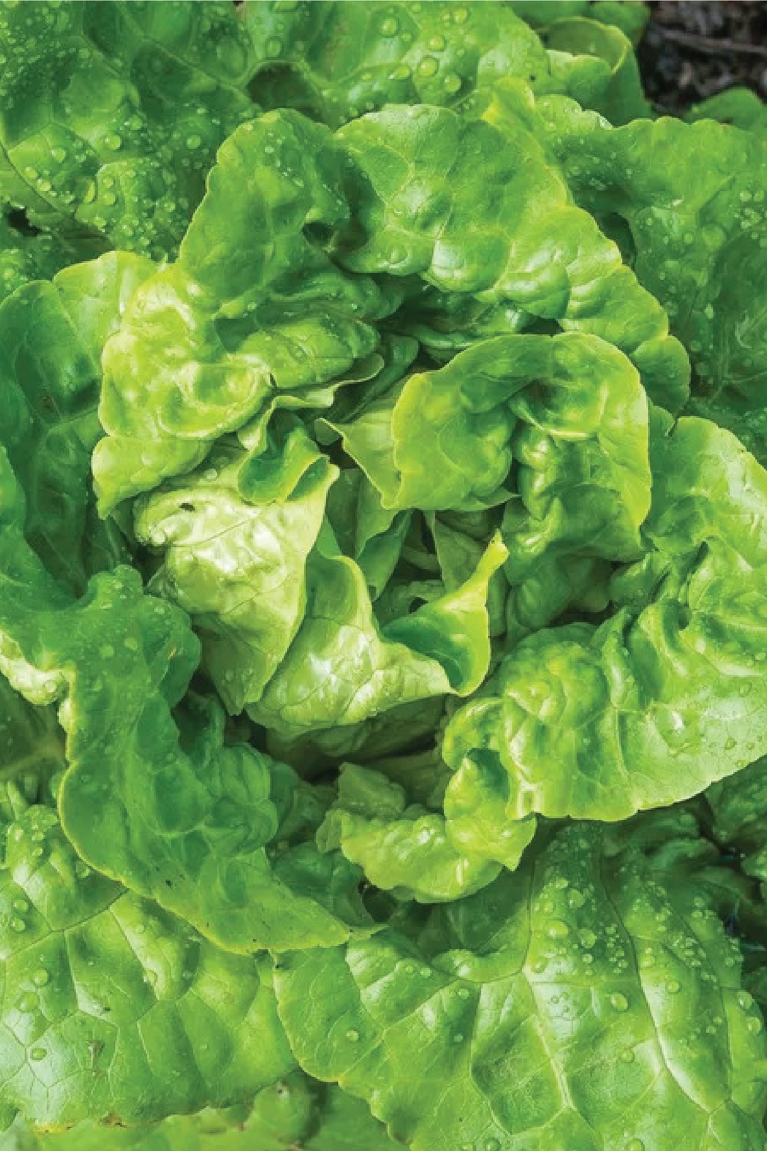 BUTTERCRUNCH LETTUCE SEEDS <br> بذور الخس المقرمش