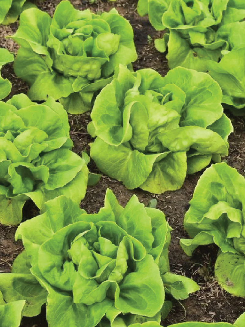 ORGANIC BUTTERCRUNCH LETTUCE SEEDLING
