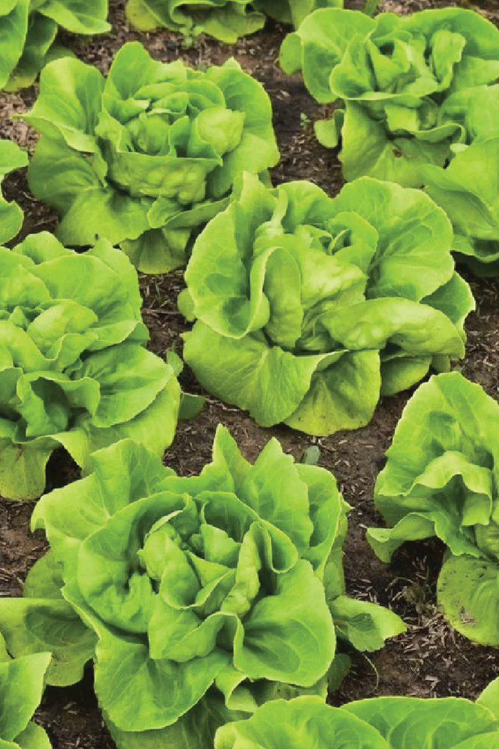 BUTTERCRUNCH LETTUCE SEEDS <br> بذور الخس المقرمش
