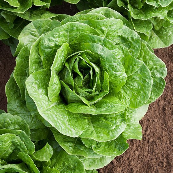 ORGANIC PARIS LETTUCE SEEDLING <br> شتلات الخس الباريسي العضوية