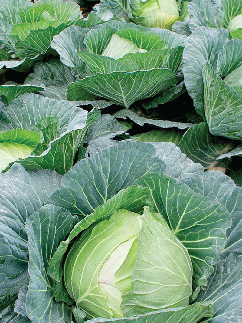 ROUND CABBAGE SEEDS <br> بذور الملفوف المستدير