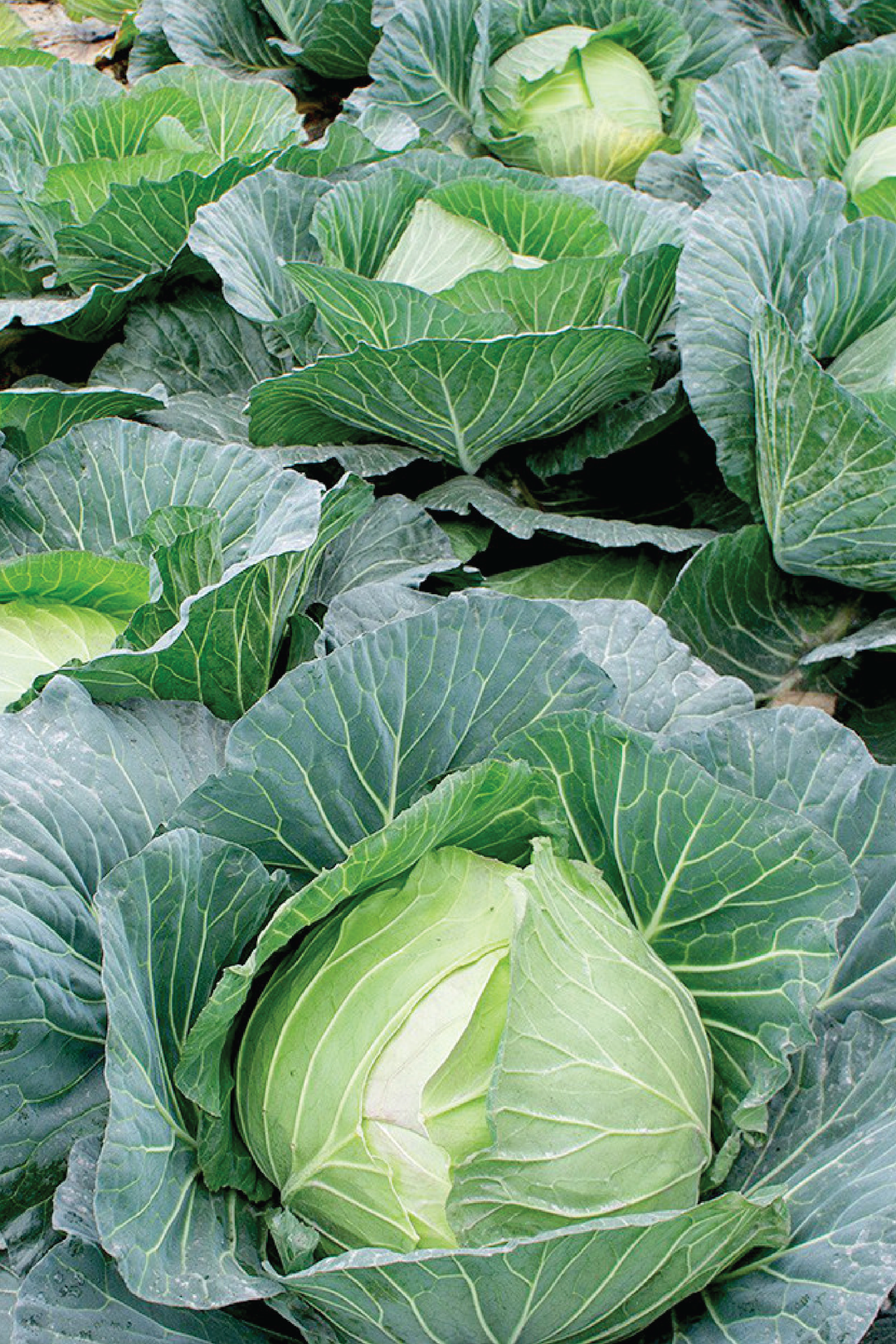 ROUND CABBAGE SEEDS <br> بذور الملفوف المستدير