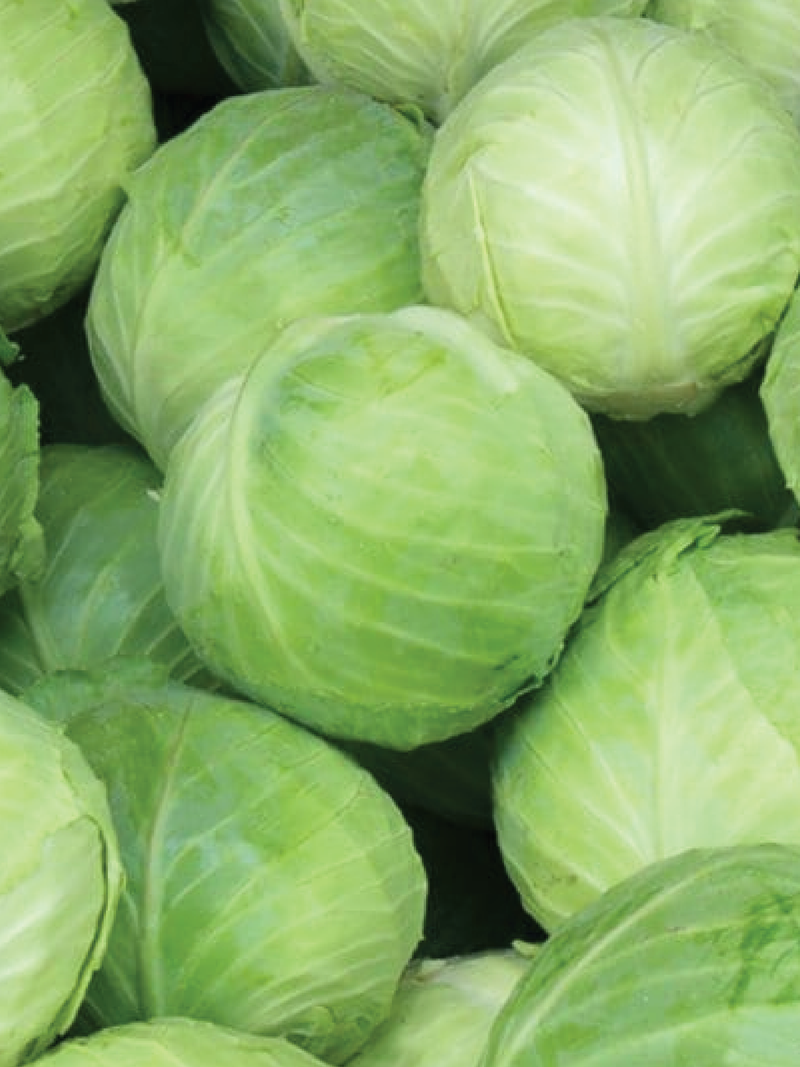 ROUND CABBAGE SEEDS <br> بذور الملفوف المستدير