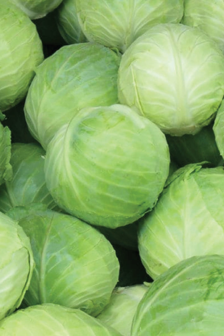 ROUND CABBAGE SEEDS <br> بذور الملفوف المستدير