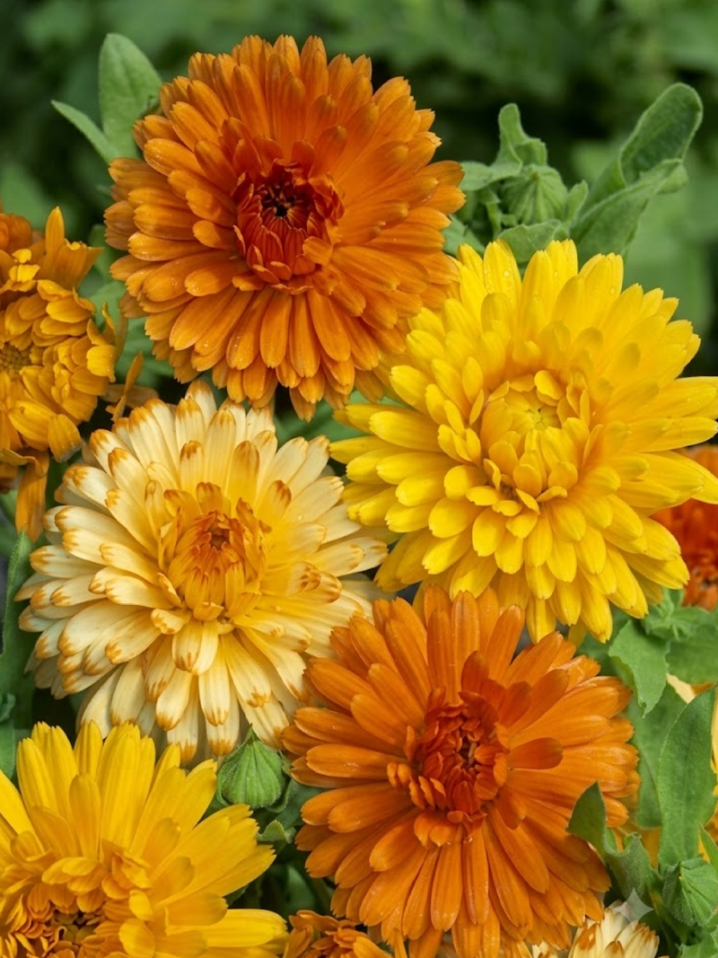 CALENDULA SEEDS