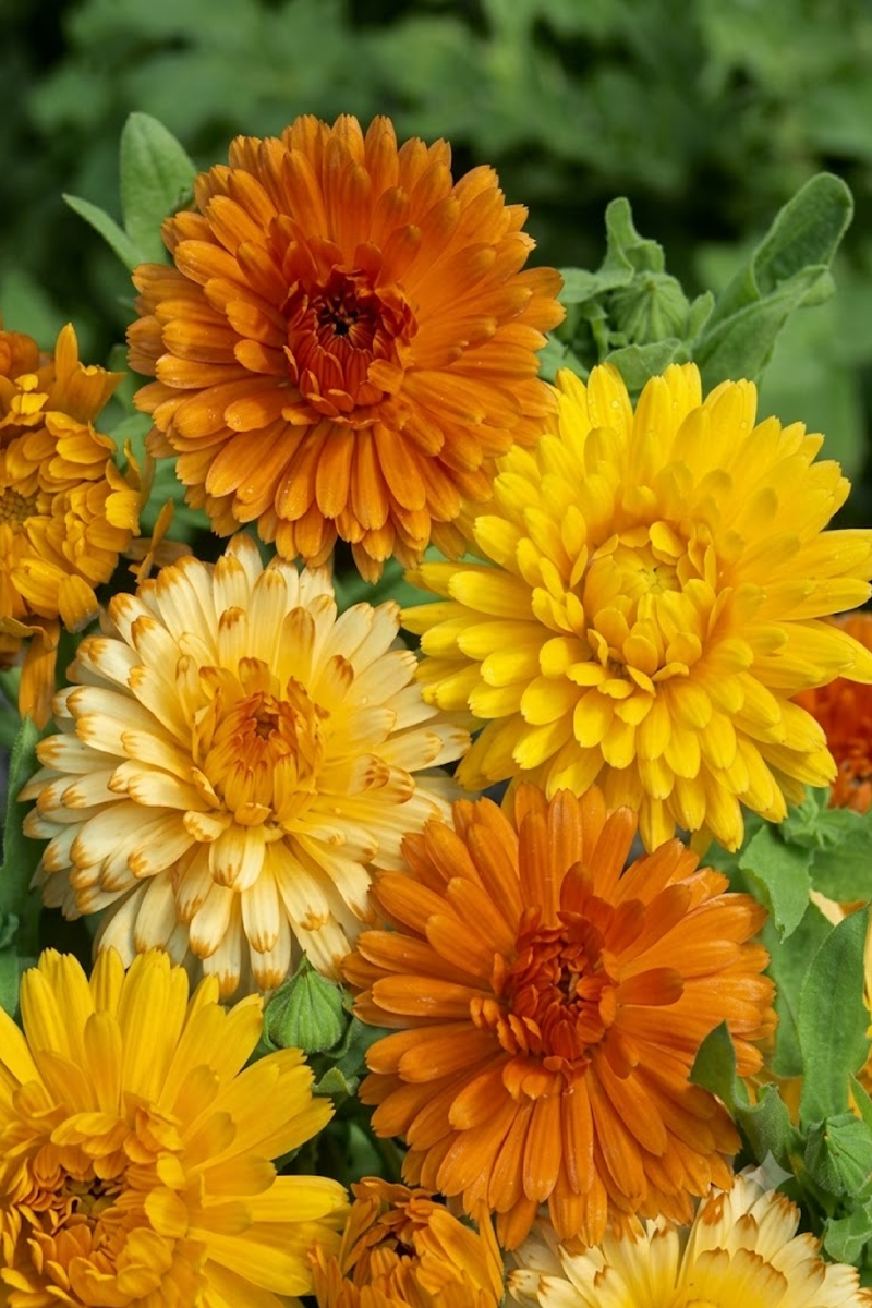 CALENDULA SEEDS <br> بذور زهور الكالاندولا