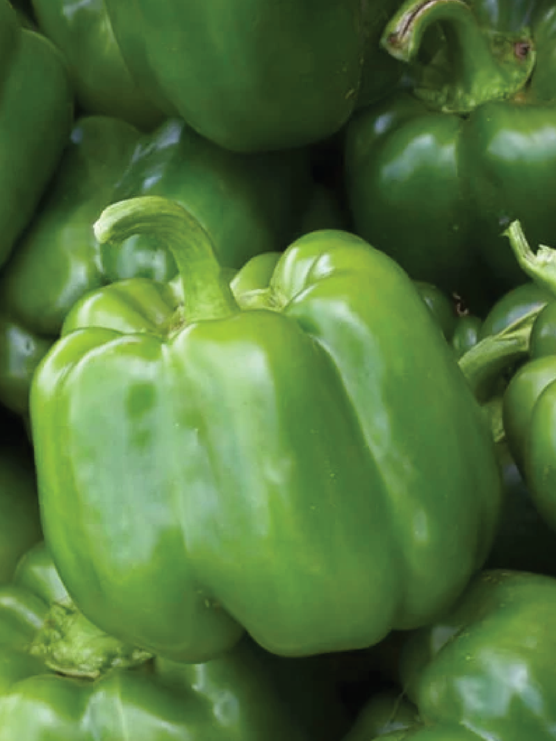 CALIFORNIA WONDER CAPSICUM SEEDS <br> بذور فلفل كاليفورنيا ووندر