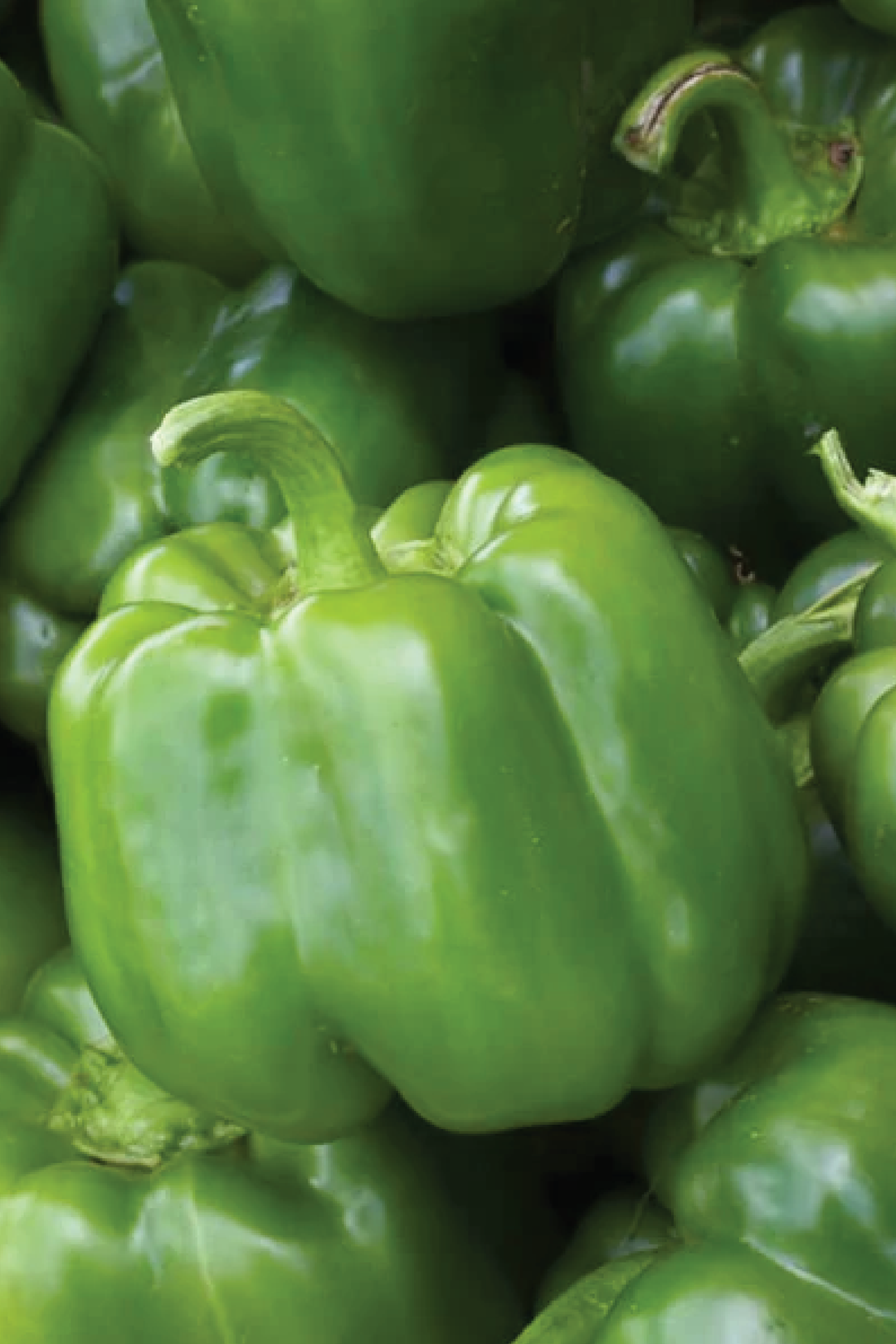 ORGANIC CALIFORNIA WONDER GREEN CAPSICUM SEEDLING
