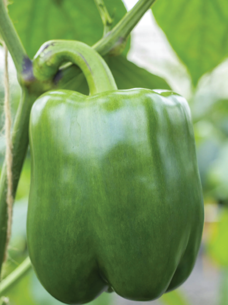 CALIFORNIA WONDER CAPSICUM SEEDS <br> بذور فلفل كاليفورنيا ووندر