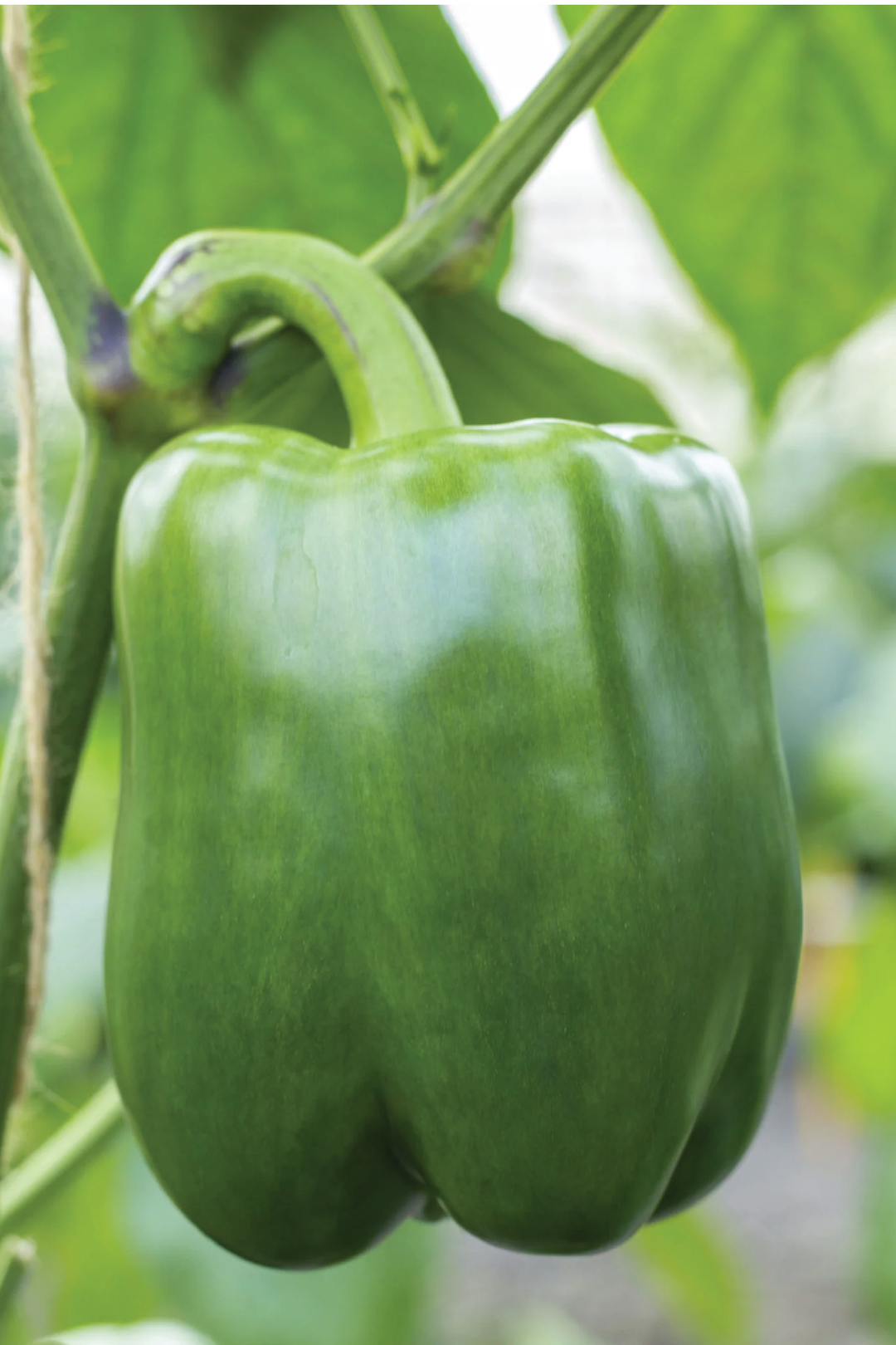 ORGANIC CALIFORNIA WONDER GREEN CAPSICUM SEEDLING