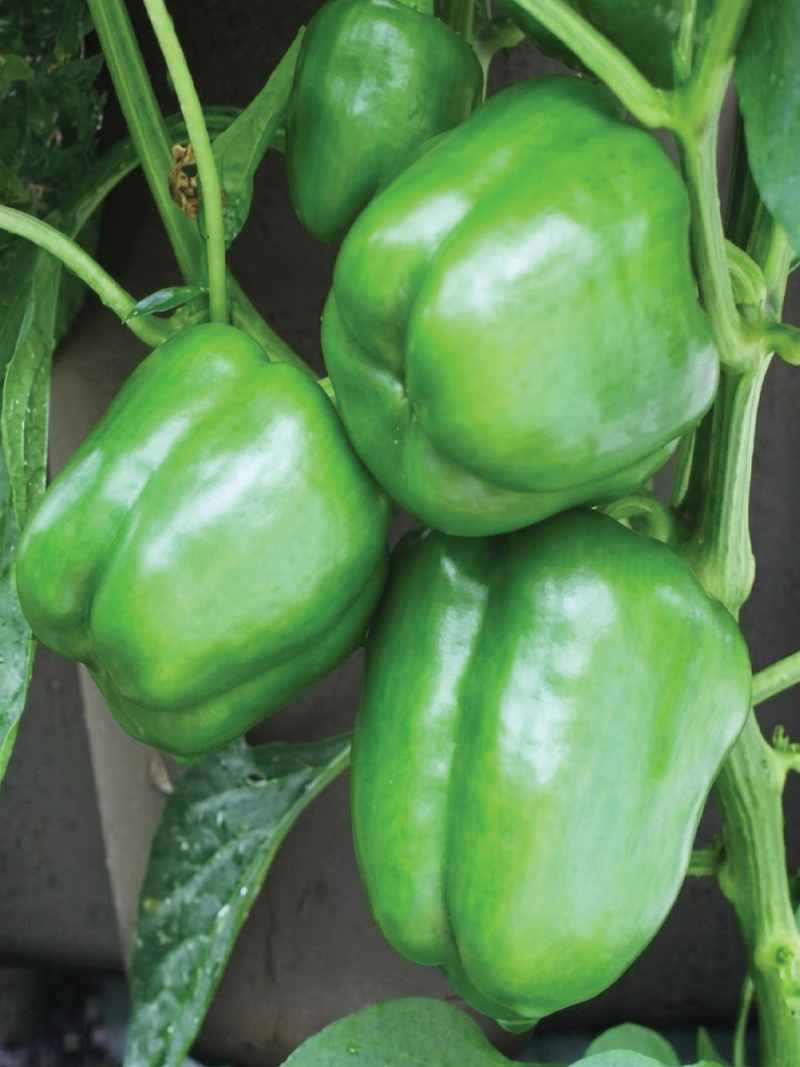 GREEN CAPSICUM SEEDS <br> بذور الفليفلة الخضراء
