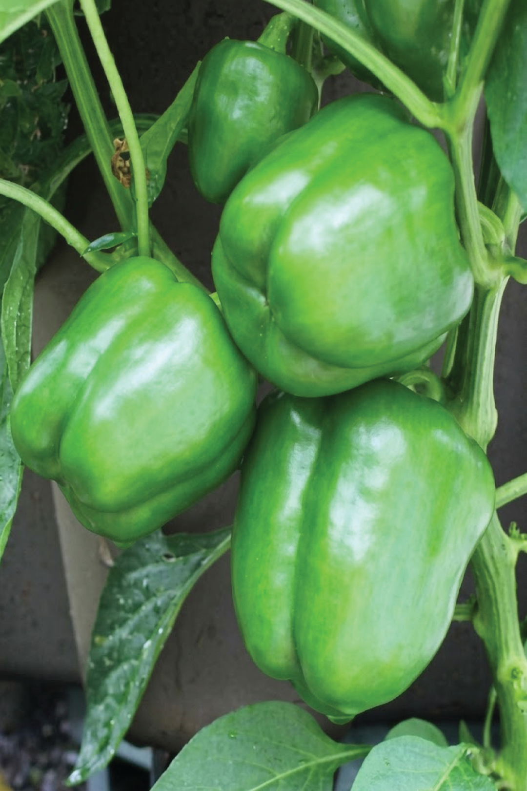 GREEN CAPSICUM SEEDS <br> بذور الفليفلة الخضراء