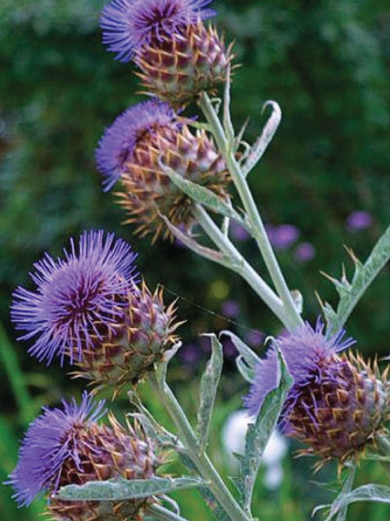 CARDOON SEEDS