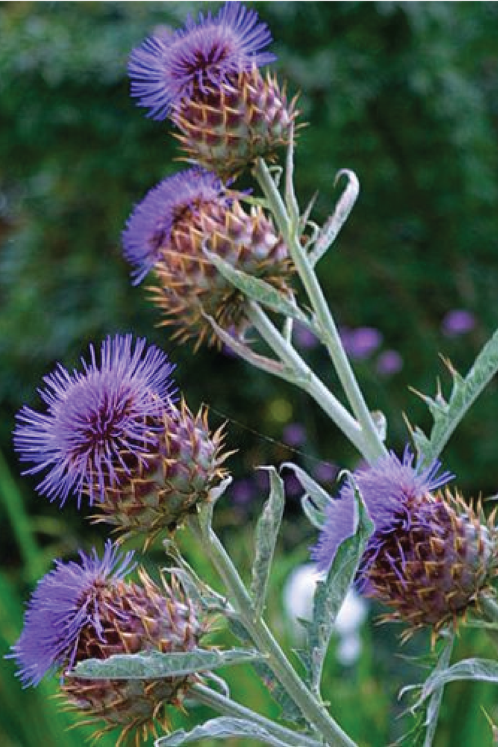 CARDOON SEEDS